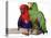 Young Eclectus Parrots, Female Left, Male Right, 12-Wks-Old-Jane Burton-Stretched Canvas