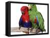 Young Eclectus Parrots, Female Left, Male Right, 12-Wks-Old-Jane Burton-Framed Stretched Canvas