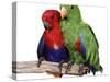 Young Eclectus Parrots, Female Left, Male Right, 12-Wks-Old-Jane Burton-Stretched Canvas