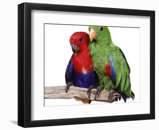 Young Eclectus Parrots, Female Left, Male Right, 12-Wks-Old-Jane Burton-Framed Premium Photographic Print