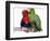 Young Eclectus Parrots, Female Left, Male Right, 12-Wks-Old-Jane Burton-Framed Premium Photographic Print
