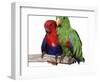 Young Eclectus Parrots, Female Left, Male Right, 12-Wks-Old-Jane Burton-Framed Premium Photographic Print
