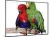 Young Eclectus Parrots, Female Left, Male Right, 12-Wks-Old-Jane Burton-Mounted Premium Photographic Print