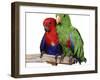 Young Eclectus Parrots, Female Left, Male Right, 12-Wks-Old-Jane Burton-Framed Photographic Print