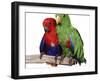 Young Eclectus Parrots, Female Left, Male Right, 12-Wks-Old-Jane Burton-Framed Photographic Print