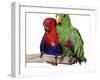 Young Eclectus Parrots, Female Left, Male Right, 12-Wks-Old-Jane Burton-Framed Photographic Print