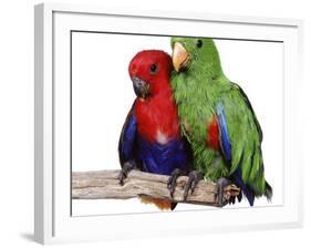 Young Eclectus Parrots, Female Left, Male Right, 12-Wks-Old-Jane Burton-Framed Photographic Print