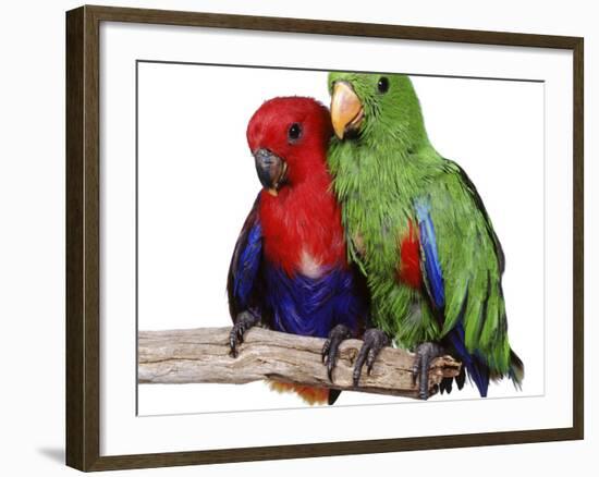 Young Eclectus Parrots, Female Left, Male Right, 12-Wks-Old-Jane Burton-Framed Photographic Print