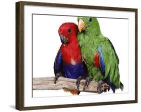 Young Eclectus Parrots, Female Left, Male Right, 12-Wks-Old-Jane Burton-Framed Photographic Print