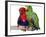 Young Eclectus Parrots, Female Left, Male Right, 12-Wks-Old-Jane Burton-Framed Photographic Print