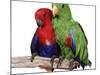 Young Eclectus Parrots, Female Left, Male Right, 12-Wks-Old-Jane Burton-Mounted Photographic Print