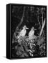 Young Egrets-Evans-Framed Stretched Canvas