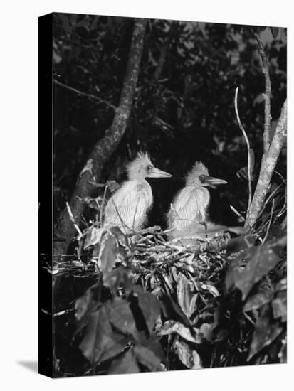 Young Egrets-Evans-Stretched Canvas