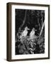 Young Egrets-Evans-Framed Photographic Print