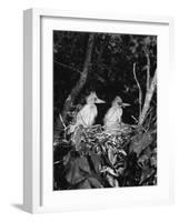 Young Egrets-Evans-Framed Photographic Print