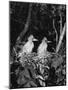 Young Egrets-Evans-Mounted Photographic Print