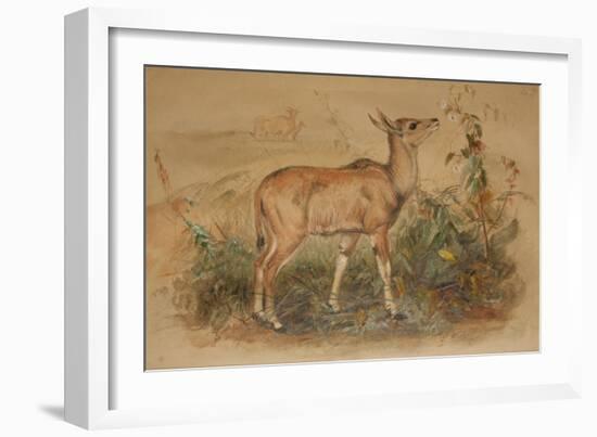 Young Eland-Joseph Wolf-Framed Giclee Print