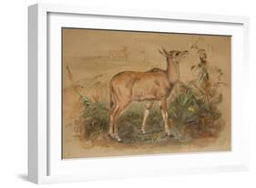 Young Eland-Joseph Wolf-Framed Giclee Print