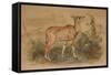 Young Eland-Joseph Wolf-Framed Stretched Canvas