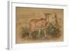 Young Eland-Joseph Wolf-Framed Giclee Print