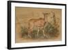 Young Eland-Joseph Wolf-Framed Giclee Print