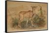 Young Eland-Joseph Wolf-Framed Stretched Canvas