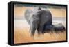 Young elephant calf and its mother in Hwange National Park, Zimbabwe, Africa-Karen Deakin-Framed Stretched Canvas