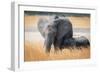 Young elephant calf and its mother in Hwange National Park, Zimbabwe, Africa-Karen Deakin-Framed Photographic Print