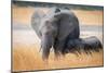 Young elephant calf and its mother in Hwange National Park, Zimbabwe, Africa-Karen Deakin-Mounted Photographic Print