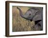 Young Elephant Calf at Mother's Feet, Khwai River, Chobe National Park, Botswana-Paul Souders-Framed Photographic Print