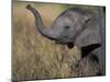 Young Elephant Calf at Mother's Feet, Khwai River, Chobe National Park, Botswana-Paul Souders-Mounted Photographic Print