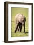 Young elephant, Masai Mara, Kenya, East Africa, Africa-Karen Deakin-Framed Photographic Print