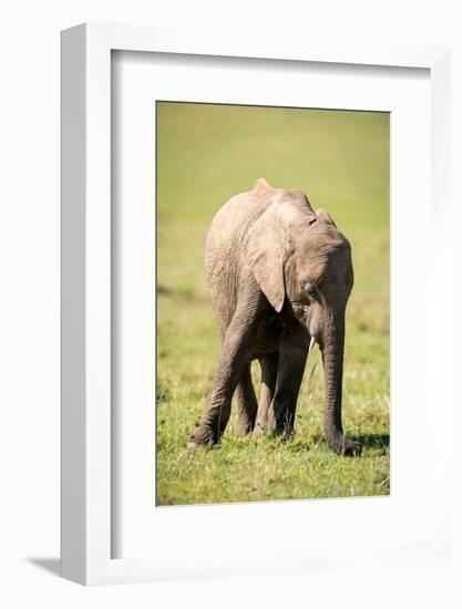 Young elephant, Masai Mara, Kenya, East Africa, Africa-Karen Deakin-Framed Photographic Print