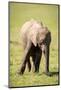 Young elephant, Masai Mara, Kenya, East Africa, Africa-Karen Deakin-Mounted Photographic Print