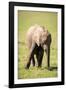 Young elephant, Masai Mara, Kenya, East Africa, Africa-Karen Deakin-Framed Photographic Print