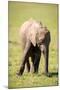 Young elephant, Masai Mara, Kenya, East Africa, Africa-Karen Deakin-Mounted Photographic Print