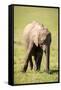 Young elephant, Masai Mara, Kenya, East Africa, Africa-Karen Deakin-Framed Stretched Canvas