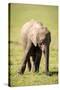 Young elephant, Masai Mara, Kenya, East Africa, Africa-Karen Deakin-Stretched Canvas