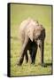 Young elephant, Masai Mara, Kenya, East Africa, Africa-Karen Deakin-Framed Stretched Canvas