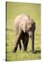 Young elephant, Masai Mara, Kenya, East Africa, Africa-Karen Deakin-Stretched Canvas