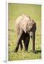 Young elephant, Masai Mara, Kenya, East Africa, Africa-Karen Deakin-Framed Photographic Print