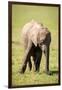 Young elephant, Masai Mara, Kenya, East Africa, Africa-Karen Deakin-Framed Photographic Print