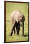 Young elephant, Masai Mara, Kenya, East Africa, Africa-Karen Deakin-Framed Photographic Print