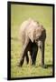 Young elephant, Masai Mara, Kenya, East Africa, Africa-Karen Deakin-Framed Photographic Print