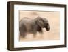 Young Elephant Walking in Tarangire National Park, Tanzania-Paul Joynson Hicks-Framed Photographic Print