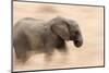 Young Elephant Walking in Tarangire National Park, Tanzania-Paul Joynson Hicks-Mounted Photographic Print