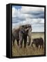 Young  Elephant with its Mother-abracadabra99-Framed Stretched Canvas