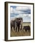 Young  Elephant with its Mother-abracadabra99-Framed Photographic Print