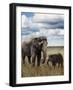 Young  Elephant with its Mother-abracadabra99-Framed Photographic Print