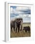 Young  Elephant with its Mother-abracadabra99-Framed Photographic Print